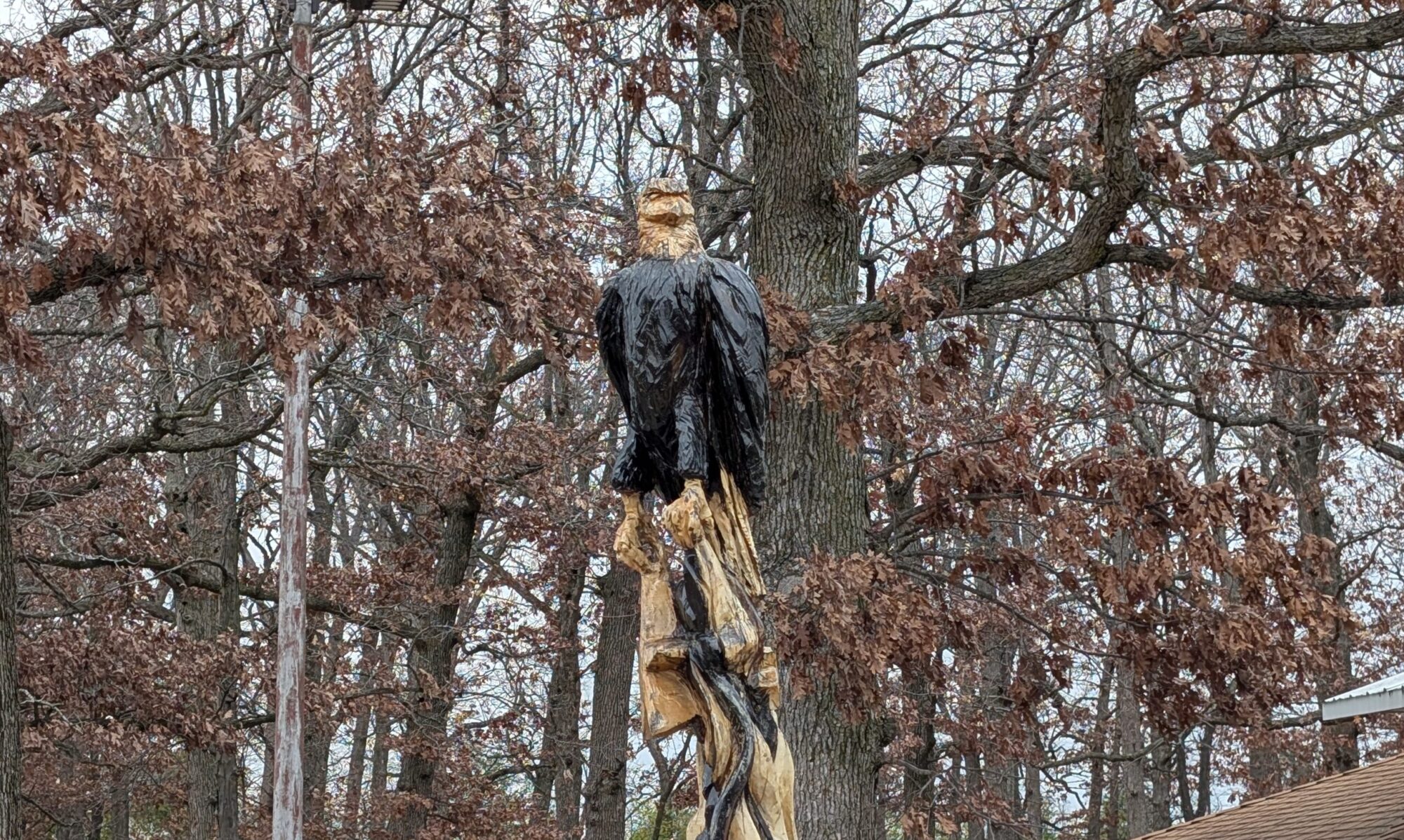 20241116 Eagle